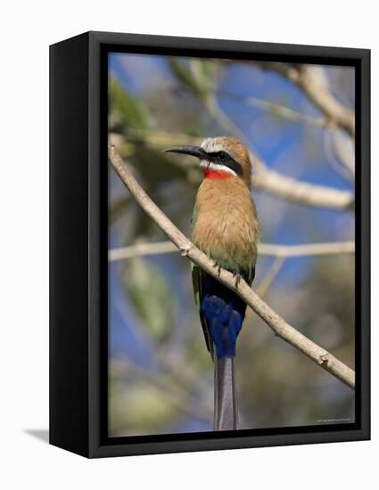 White-Fronted Bee-Eater (Merops Bullockoides), Chobe National Park, Botswana, Africa-Thorsten Milse-Framed Premier Image Canvas