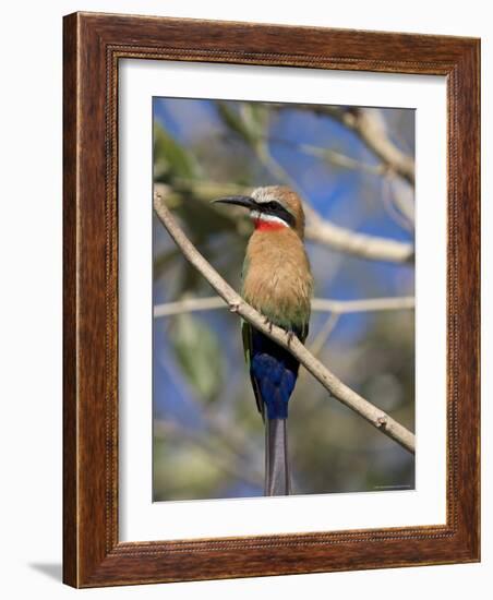 White-Fronted Bee-Eater (Merops Bullockoides), Chobe National Park, Botswana, Africa-Thorsten Milse-Framed Photographic Print