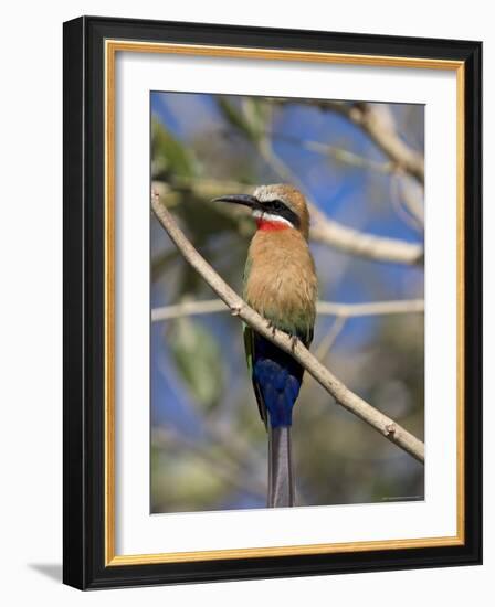 White-Fronted Bee-Eater (Merops Bullockoides), Chobe National Park, Botswana, Africa-Thorsten Milse-Framed Photographic Print