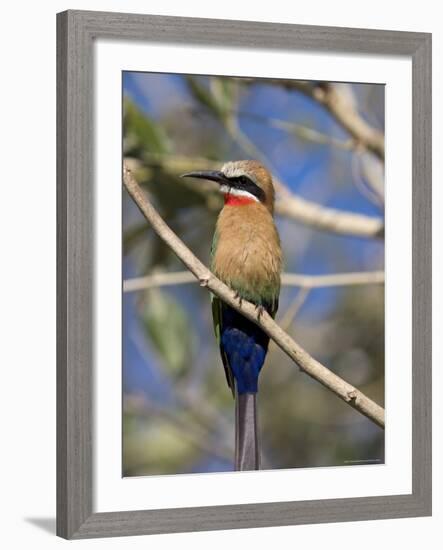 White-Fronted Bee-Eater (Merops Bullockoides), Chobe National Park, Botswana, Africa-Thorsten Milse-Framed Photographic Print