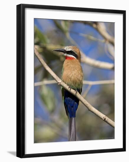 White-Fronted Bee-Eater (Merops Bullockoides), Chobe National Park, Botswana, Africa-Thorsten Milse-Framed Photographic Print