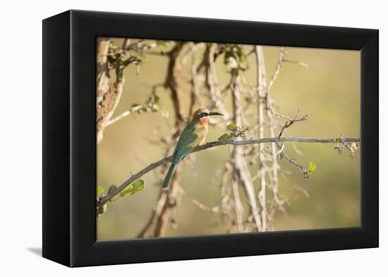 White Fronted Bee Eater (Merops Bullockoides), Zambia, Africa-Janette Hill-Framed Premier Image Canvas