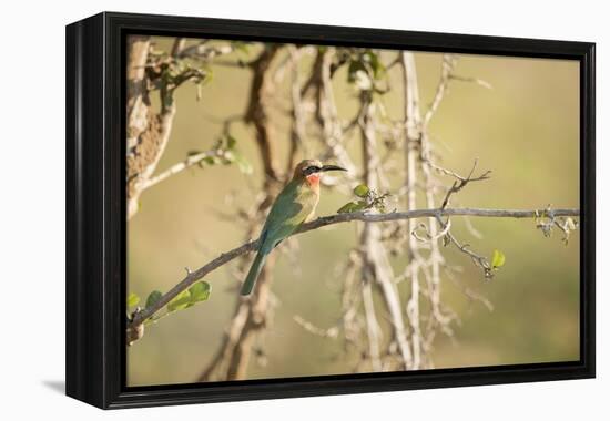 White Fronted Bee Eater (Merops Bullockoides), Zambia, Africa-Janette Hill-Framed Premier Image Canvas