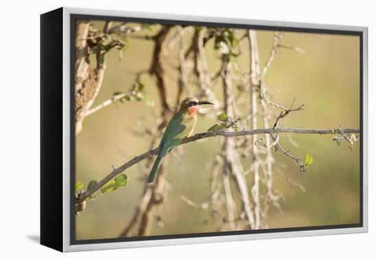 White Fronted Bee Eater (Merops Bullockoides), Zambia, Africa-Janette Hill-Framed Premier Image Canvas
