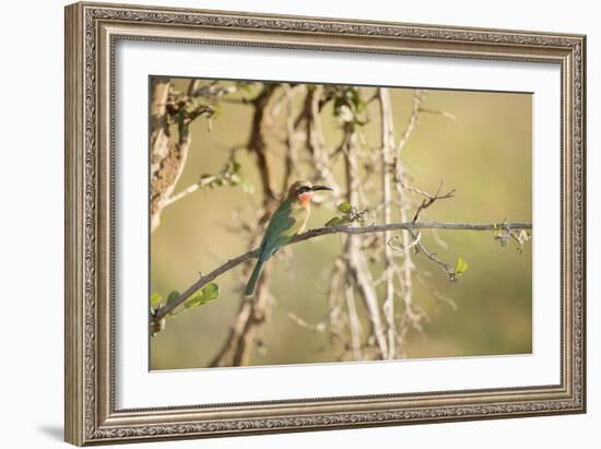 White Fronted Bee Eater (Merops Bullockoides), Zambia, Africa-Janette Hill-Framed Photographic Print