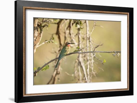 White Fronted Bee Eater (Merops Bullockoides), Zambia, Africa-Janette Hill-Framed Photographic Print