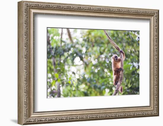 White Fronted Capuchin Monkey (Cebus Albifrons), Tambopata National Reserve, Peru-Matthew Williams-Ellis-Framed Photographic Print