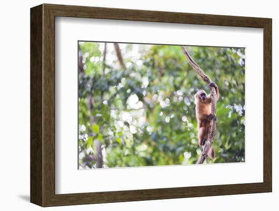 White Fronted Capuchin Monkey (Cebus Albifrons), Tambopata National Reserve, Peru-Matthew Williams-Ellis-Framed Photographic Print