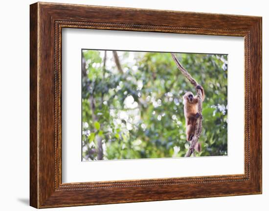 White Fronted Capuchin Monkey (Cebus Albifrons), Tambopata National Reserve, Peru-Matthew Williams-Ellis-Framed Photographic Print