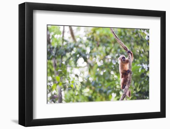 White Fronted Capuchin Monkey (Cebus Albifrons), Tambopata National Reserve, Peru-Matthew Williams-Ellis-Framed Photographic Print