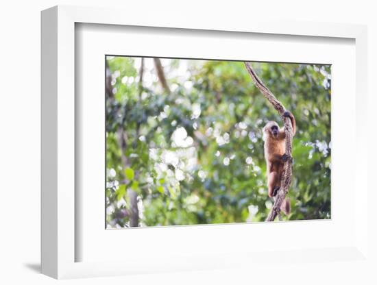 White Fronted Capuchin Monkey (Cebus Albifrons), Tambopata National Reserve, Peru-Matthew Williams-Ellis-Framed Photographic Print