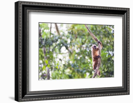 White Fronted Capuchin Monkey (Cebus Albifrons), Tambopata National Reserve, Peru-Matthew Williams-Ellis-Framed Photographic Print