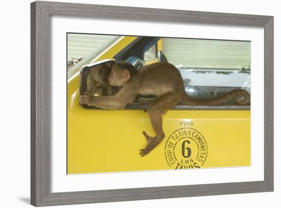 White-Fronted Capuchin Monkey (Cebus Albifrons) Wild Monkey Forming Part of a Troop Living-null-Framed Photographic Print