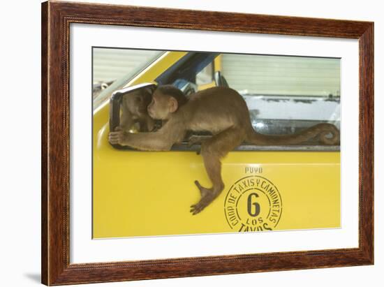 White-Fronted Capuchin Monkey (Cebus Albifrons) Wild Monkey Forming Part of a Troop Living-null-Framed Photographic Print