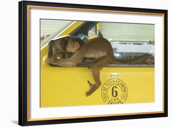 White-Fronted Capuchin Monkey (Cebus Albifrons) Wild Monkey Forming Part of a Troop Living-null-Framed Photographic Print