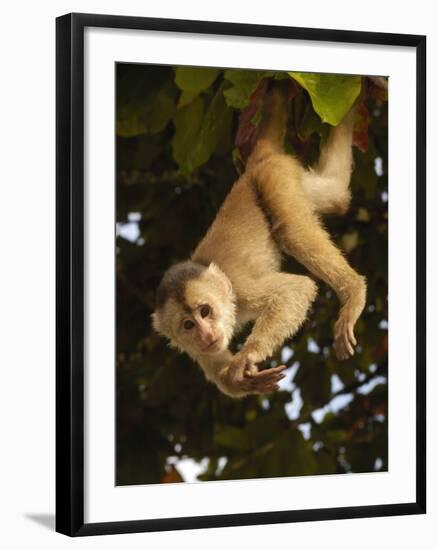 White-Fronted Capuchin Monkey Hanging From a Tree, Puerto Misahualli, Amazon Rain Forest, Ecuador-Pete Oxford-Framed Photographic Print