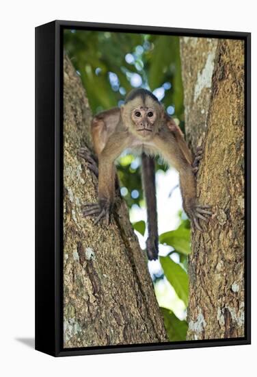 White-fronted Capuchin Monkey-Tony Camacho-Framed Premier Image Canvas