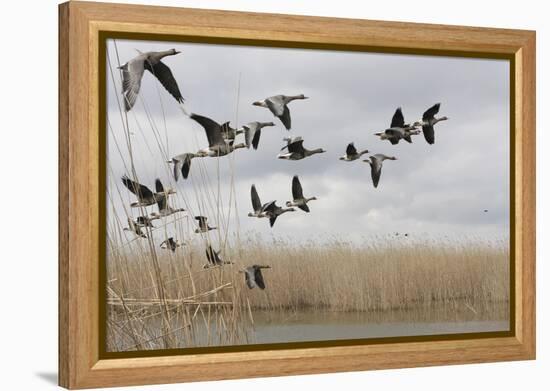 White Fronted Geese (Anser Albifrons) in Flight, Durankulak Lake, Bulgaria, February 2009-Presti-Framed Premier Image Canvas