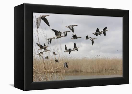 White Fronted Geese (Anser Albifrons) in Flight, Durankulak Lake, Bulgaria, February 2009-Presti-Framed Premier Image Canvas