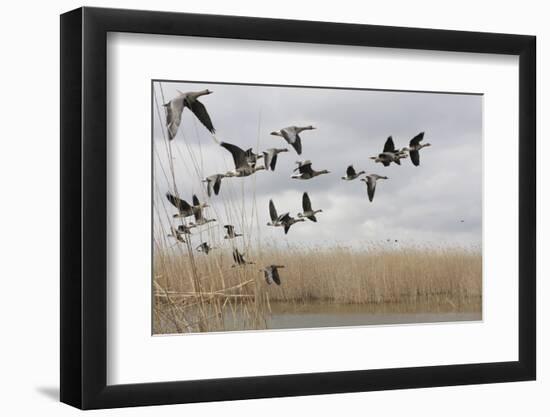 White Fronted Geese (Anser Albifrons) in Flight, Durankulak Lake, Bulgaria, February 2009-Presti-Framed Photographic Print