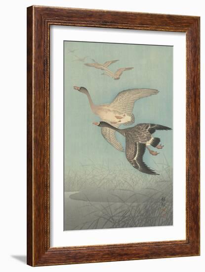 White-Fronted Geese in Flight, 1925-36-Shozaburo Watanabe-Framed Art Print