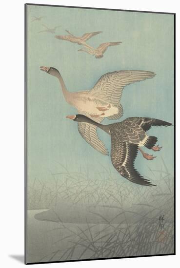 White-Fronted Geese in Flight, 1925-36-Shozaburo Watanabe-Mounted Art Print