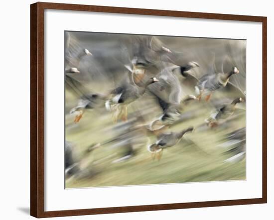 White Fronted Geese, Taking off from Field, Europe-Dietmar Nill-Framed Photographic Print