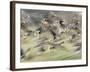 White Fronted Geese, Taking off from Field, Europe-Dietmar Nill-Framed Photographic Print