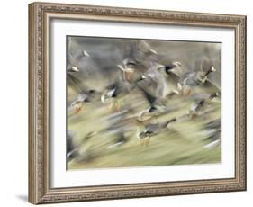 White Fronted Geese, Taking off from Field, Europe-Dietmar Nill-Framed Photographic Print