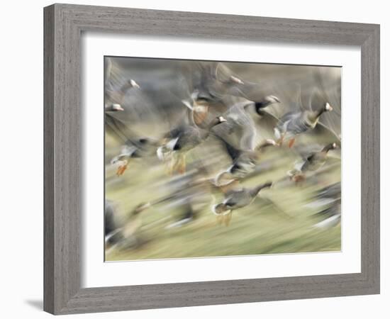 White Fronted Geese, Taking off from Field, Europe-Dietmar Nill-Framed Photographic Print