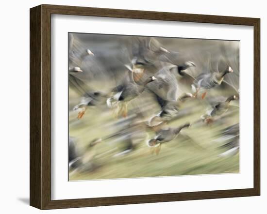 White Fronted Geese, Taking off from Field, Europe-Dietmar Nill-Framed Photographic Print