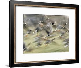 White Fronted Geese, Taking off from Field, Europe-Dietmar Nill-Framed Photographic Print