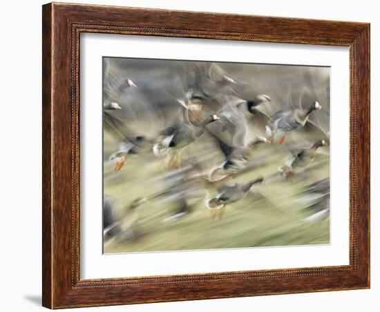 White Fronted Geese, Taking off from Field, Europe-Dietmar Nill-Framed Photographic Print