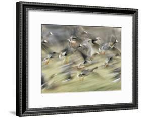 White Fronted Geese, Taking off from Field, Europe-Dietmar Nill-Framed Photographic Print