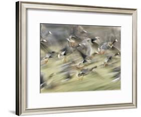 White Fronted Geese, Taking off from Field, Europe-Dietmar Nill-Framed Photographic Print