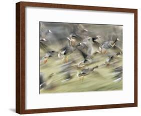 White Fronted Geese, Taking off from Field, Europe-Dietmar Nill-Framed Photographic Print