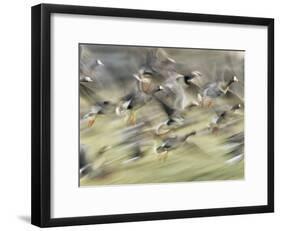 White Fronted Geese, Taking off from Field, Europe-Dietmar Nill-Framed Photographic Print