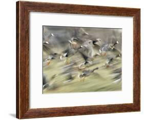 White Fronted Geese, Taking off from Field, Europe-Dietmar Nill-Framed Photographic Print