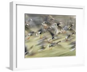 White Fronted Geese, Taking off from Field, Europe-Dietmar Nill-Framed Photographic Print