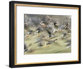 White Fronted Geese, Taking off from Field, Europe-Dietmar Nill-Framed Photographic Print