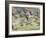 White Fronted Geese, Taking off from Field, Europe-Dietmar Nill-Framed Photographic Print