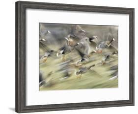 White Fronted Geese, Taking off from Field, Europe-Dietmar Nill-Framed Photographic Print