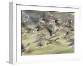 White Fronted Geese, Taking off from Field, Europe-Dietmar Nill-Framed Photographic Print