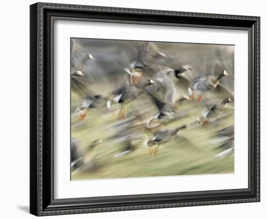 White Fronted Geese, Taking off from Field, Europe-Dietmar Nill-Framed Photographic Print