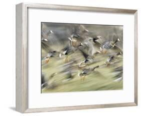 White Fronted Geese, Taking off from Field, Europe-Dietmar Nill-Framed Photographic Print