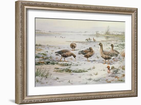 White Fronted Geese-Carl Donner-Framed Giclee Print