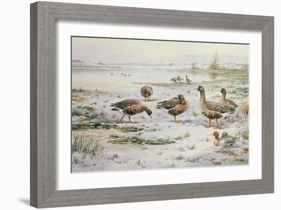 White Fronted Geese-Carl Donner-Framed Giclee Print