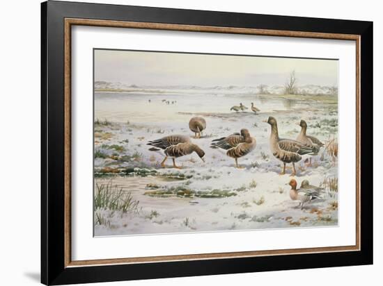 White Fronted Geese-Carl Donner-Framed Giclee Print