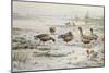 White Fronted Geese-Carl Donner-Mounted Giclee Print