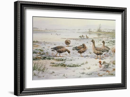 White Fronted Geese-Carl Donner-Framed Giclee Print